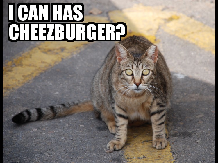 I Can Has Cheezburger? licensed LOLcat example